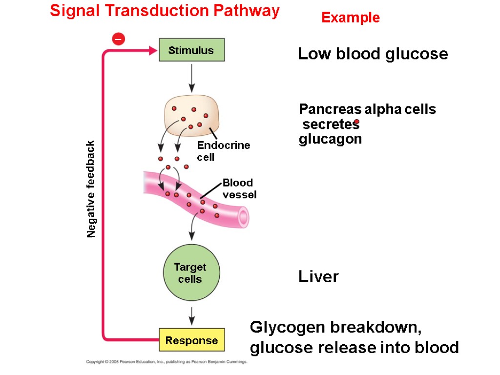 Signal Transduction Pathway Example Stimulus Low blood glucose Pancreas alpha cells secretes glucagon Endocrine